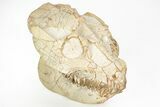 Exquisite Fossil Oreodont (Leptauchenia) Skull - South Dakota #217189-1